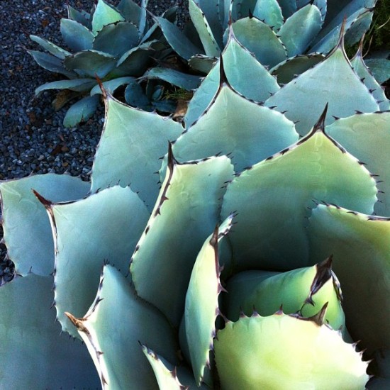 Agave Succulent, iphone Photo By Michelle Smith