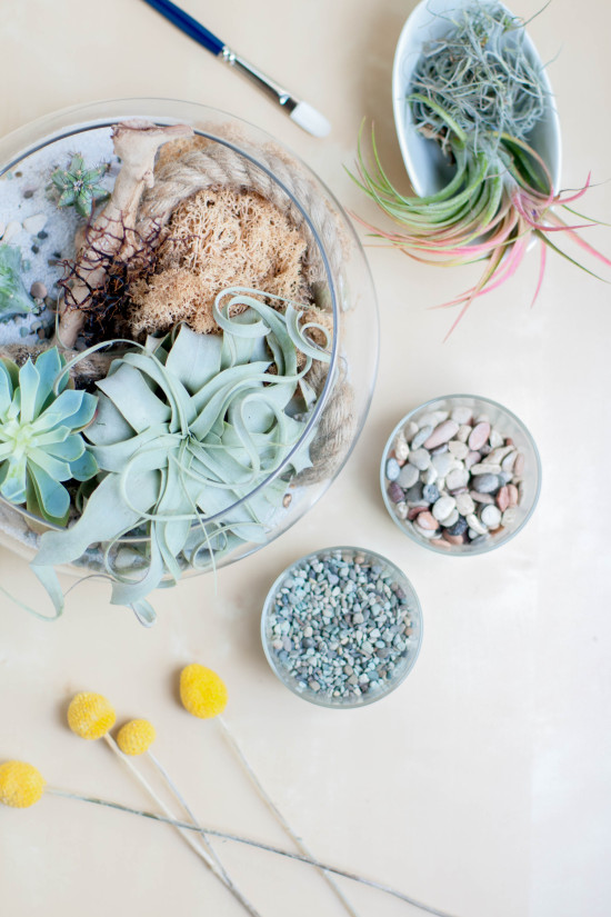 Terrarium from Book, Modern Terrarium Studio | Photography by Michelle Smith, Authored by Megan George