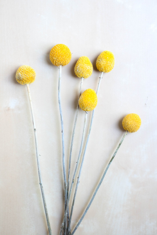 Billy Buttons from Book, Modern Terrarium Studio | Photography by Michelle Smith, Authored by Megan George