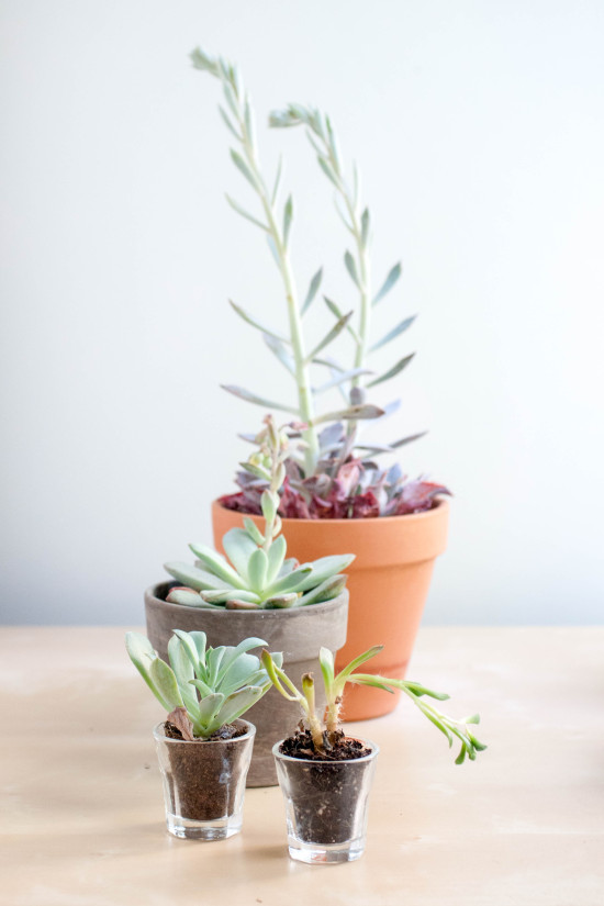 Succulents from Book, Modern Terrarium Studio | Photography by Michelle Smith, Authored by Megan George