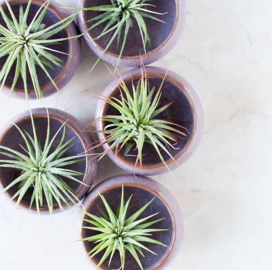 Spruce Up Your Desktop with Tiny Air Plants in Tiny Mauve Ceramic Bowls